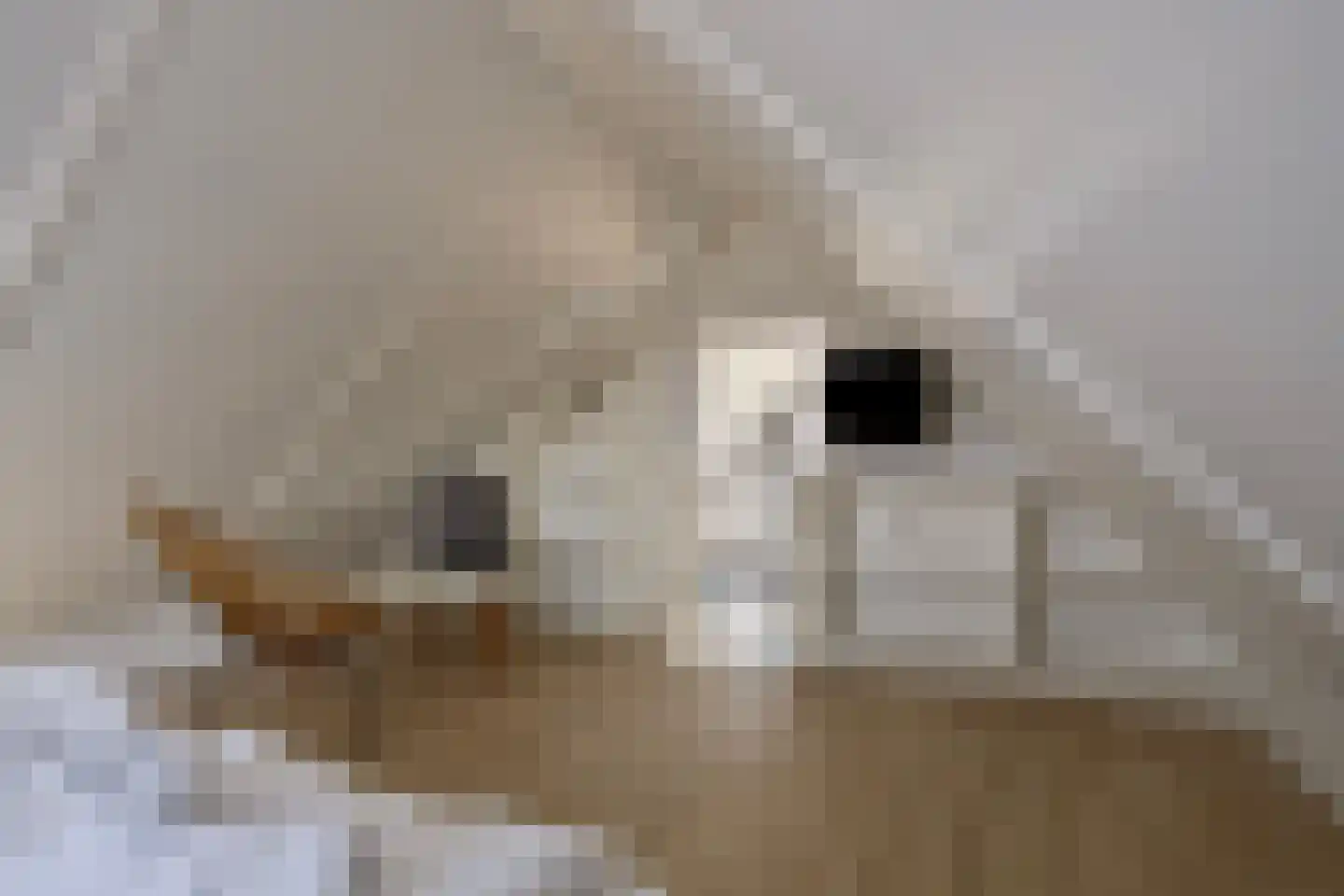Oesterdam 245 Tholen thumbnail 22