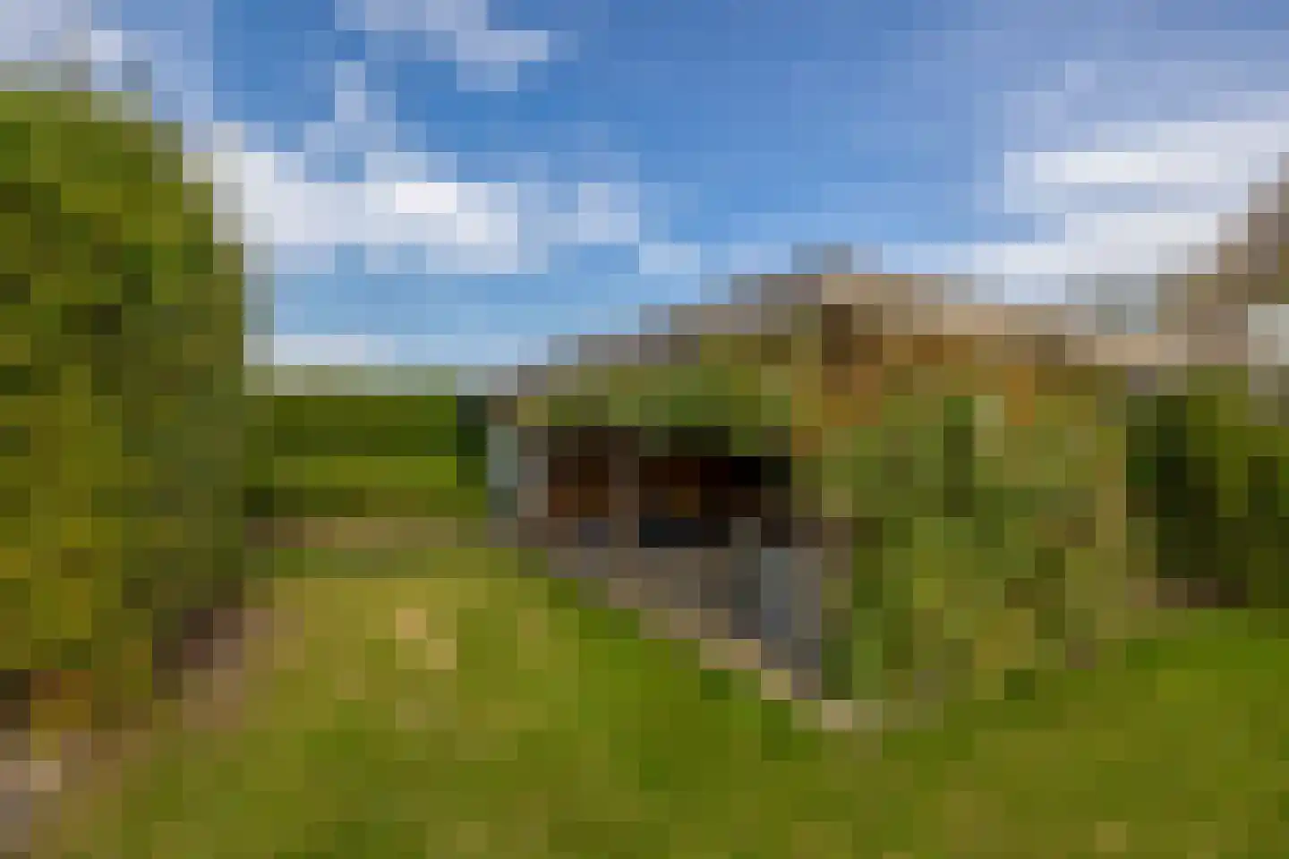 Oesterzwam 26 Standdaarbuiten thumbnail 46