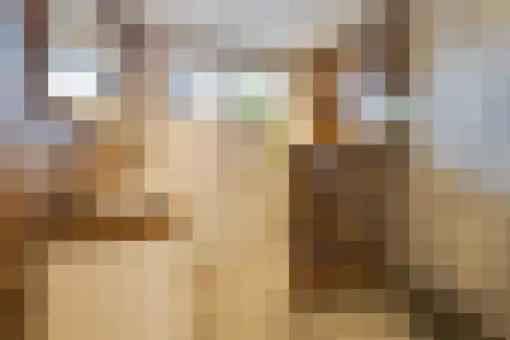 Oesterzwam 32 Apeldoorn thumbnail 18