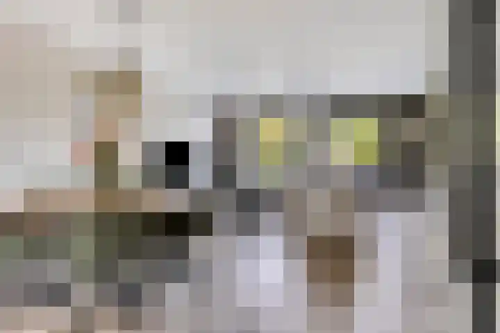 Oeverhuyze 12 's-Hertogenbosch thumbnail 10