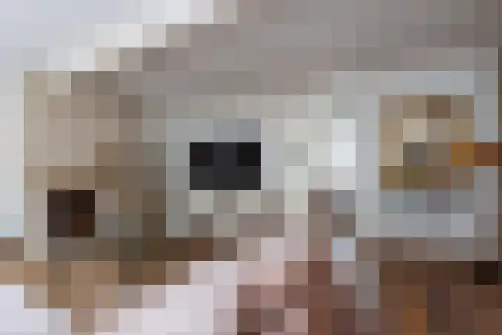 Oeverstraat 2 Wijk bij Duurstede thumbnail 47