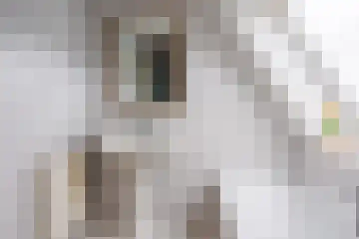 Oeverstraat 2 Wijk bij Duurstede thumbnail 63
