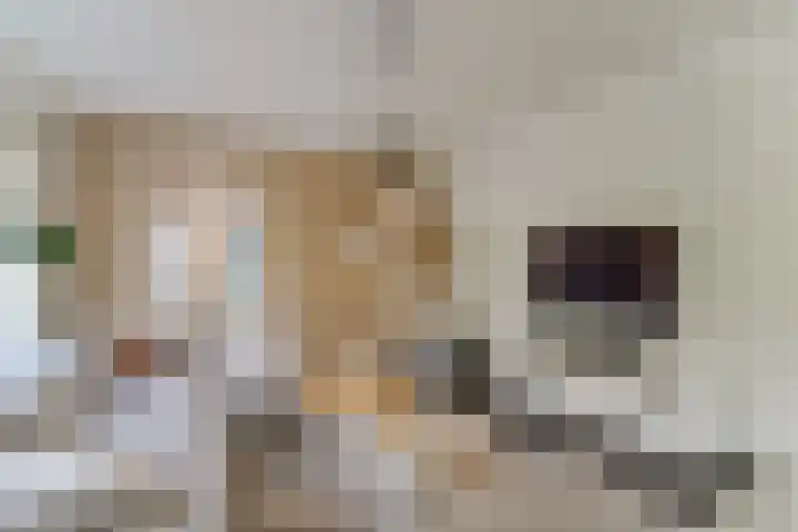 Oeverwal 2 Hoogwoud thumbnail 14