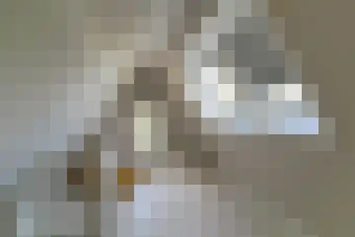 Oeverwal 2 Hoogwoud thumbnail 58