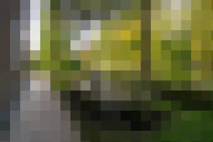 Oeverwal 2 Hoogwoud thumbnail 68