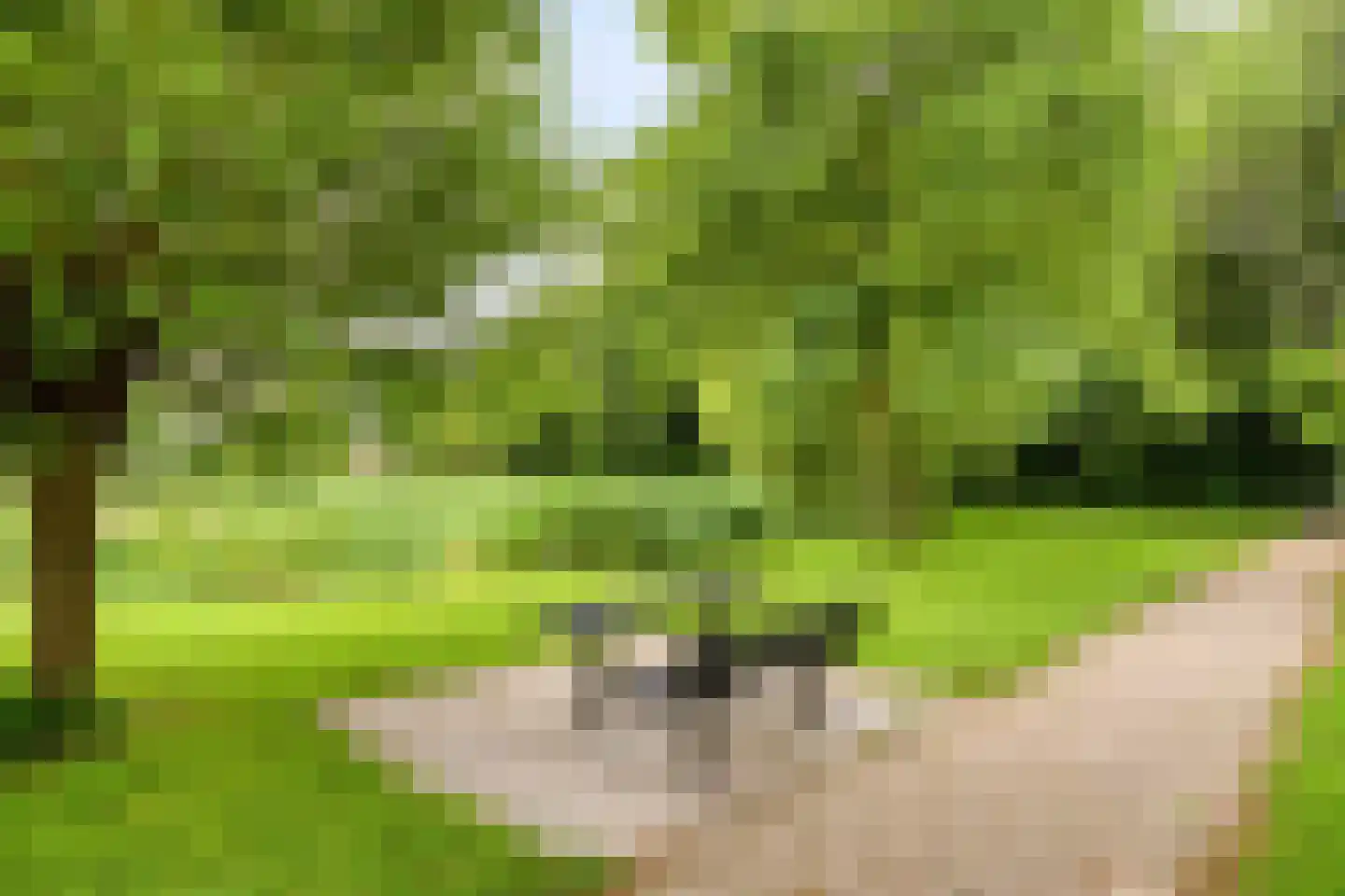 Oeverzwaluw 2 Rilland thumbnail 51