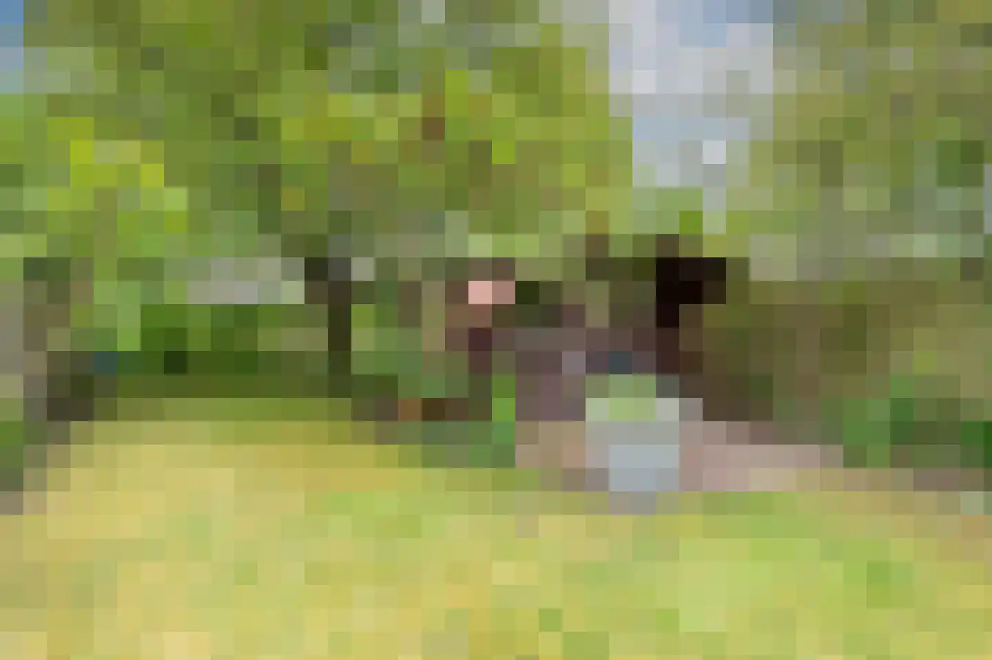 Oeverzwaluw 23 Emmen thumbnail 28