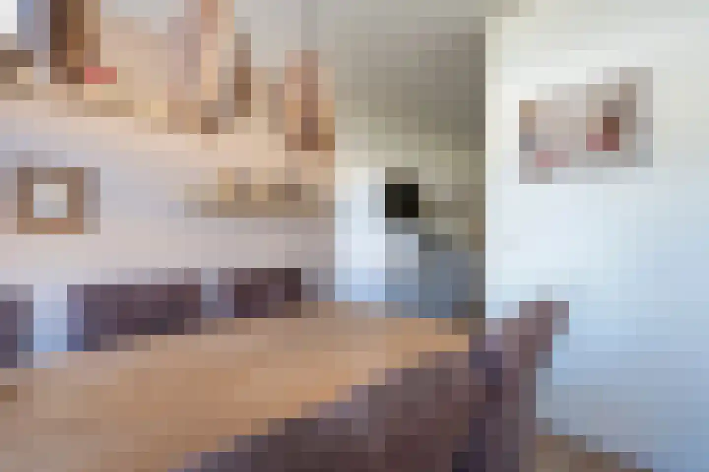 Oeverzwaluw 30 Emmen thumbnail 11