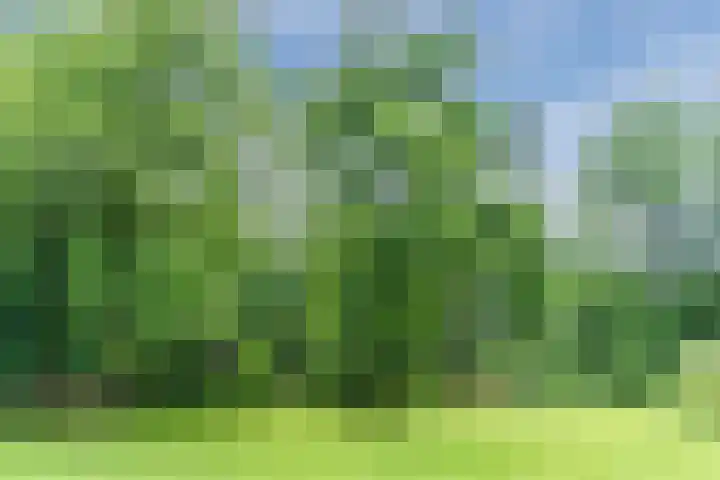 Oeyenbos 16 Knegsel thumbnail 59