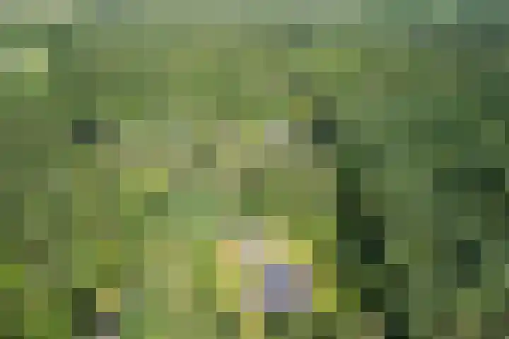 Oeyenbos 16 Knegsel thumbnail 70