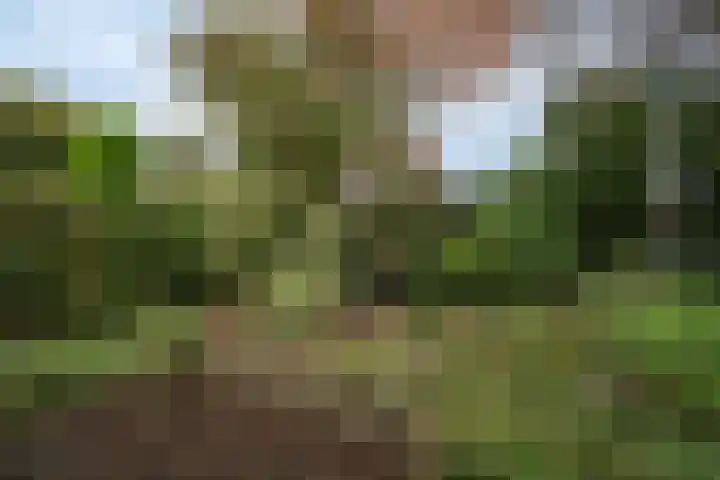 Offenbeker Bemden 72 Reuver thumbnail 26