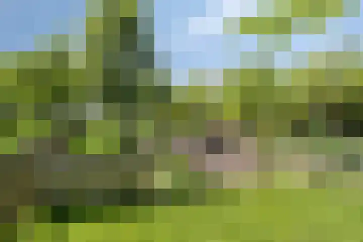 Ofwegen 15 Woubrugge thumbnail 20