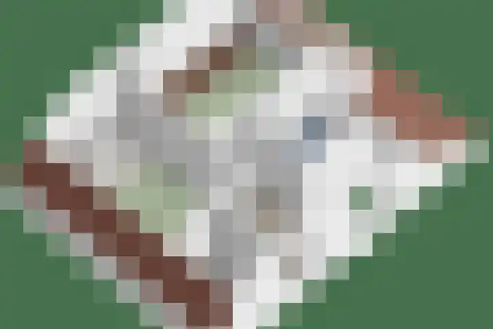 Ofwegen 15 Woubrugge thumbnail 60