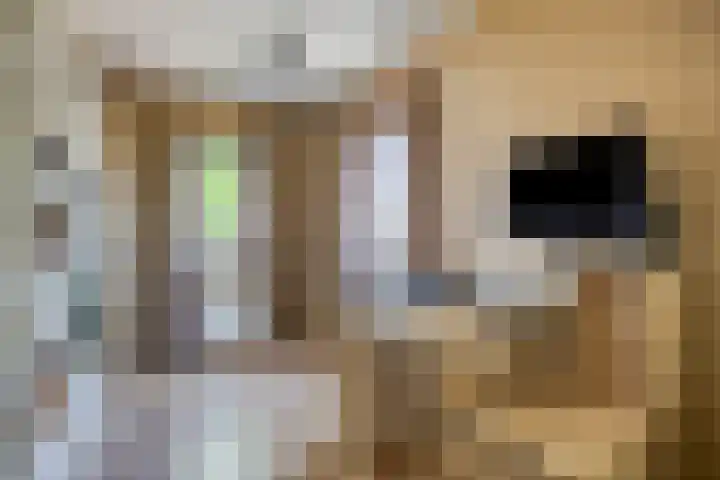 Ogentroost 1 Zeeland thumbnail 23