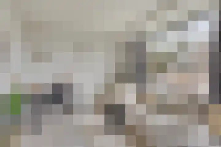 Ogierssingel 155 Rotterdam thumbnail 6