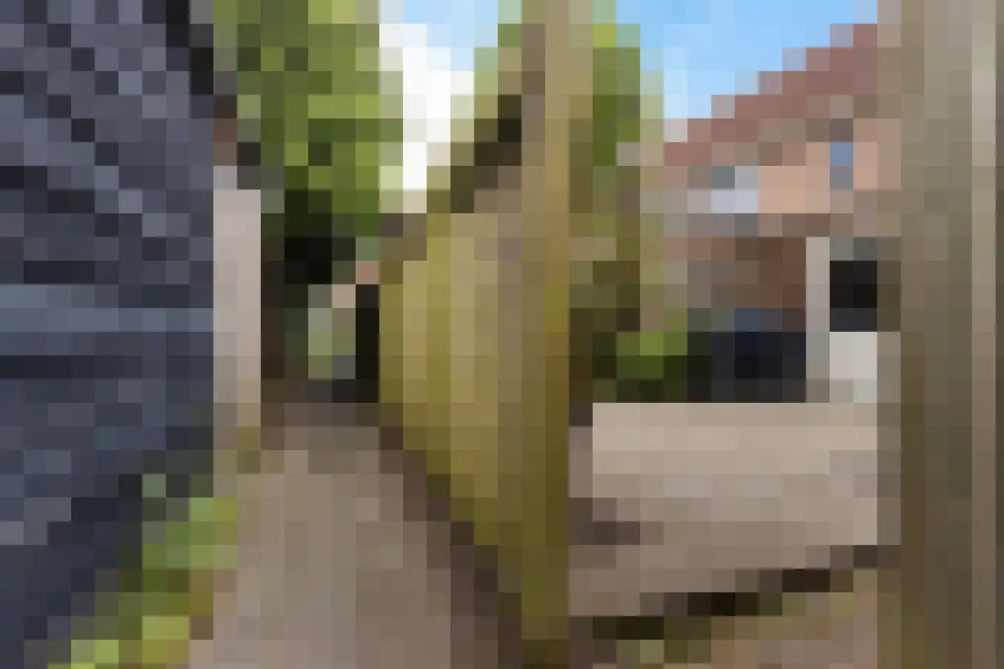 Oksewei 21 Joure thumbnail 39