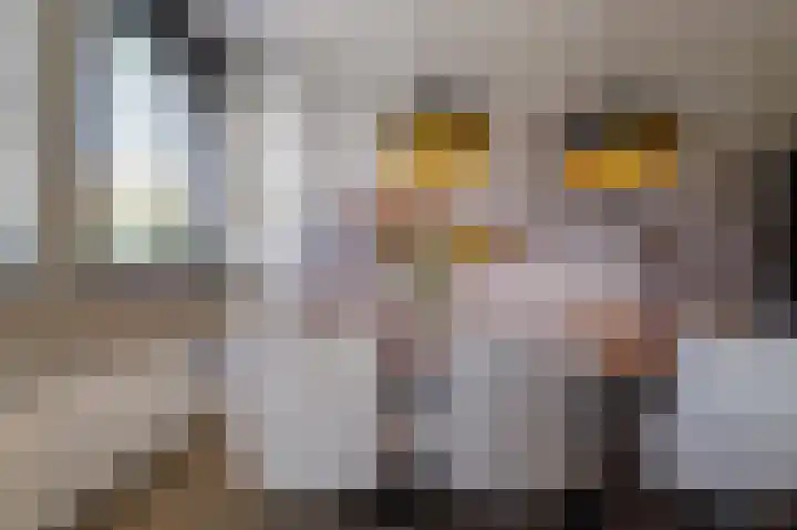 Okswerd 2 Groningen thumbnail 35