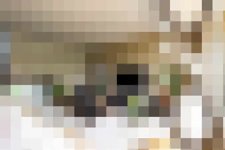 Old Ruitenborgh 13 Hengelo thumbnail 19