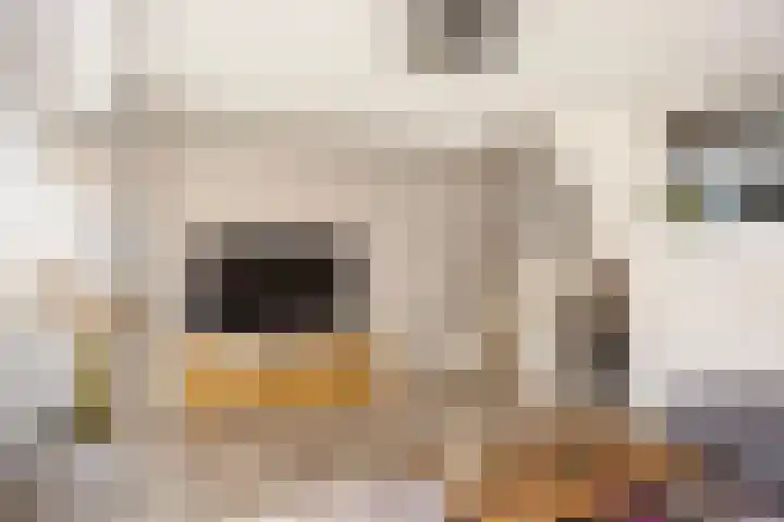 Old Ruitenborgh 15 Hengelo thumbnail 12