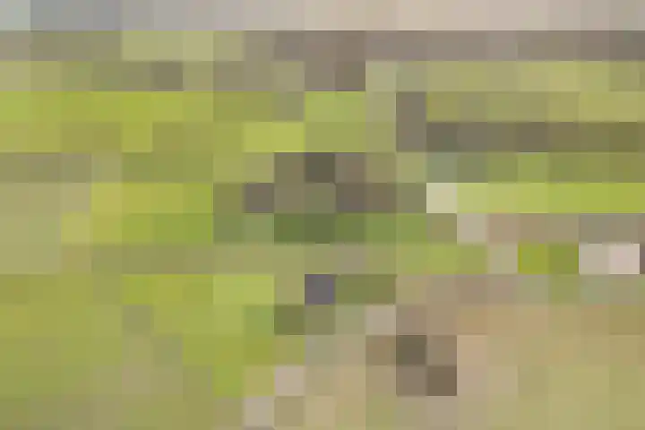 Oldegoorweg 18 Didam thumbnail 27