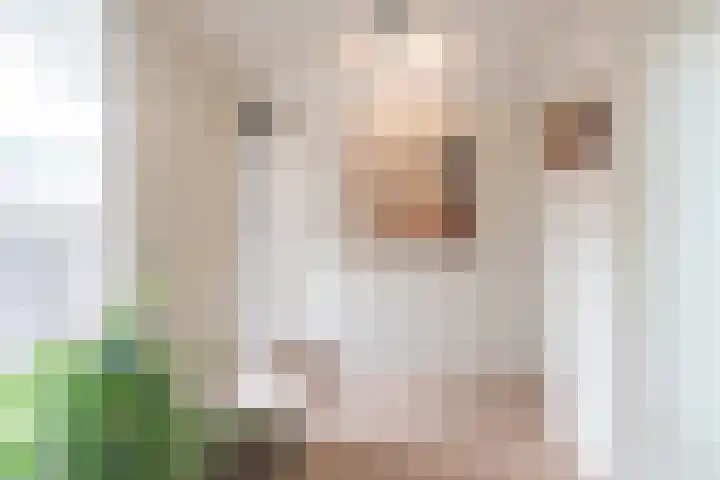 Oldekamp 29 Westerbork thumbnail 6