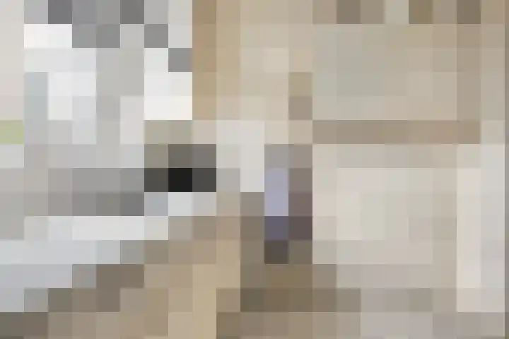 Oldemaad 43 Oosterwolde thumbnail 19
