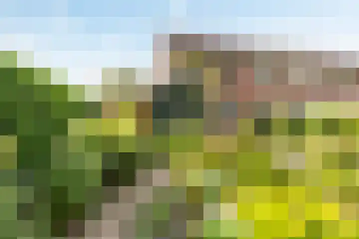 Oldemaad 43 Oosterwolde thumbnail 6