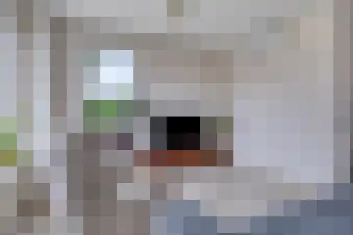 Oldengaerde 39 Sleen thumbnail 15