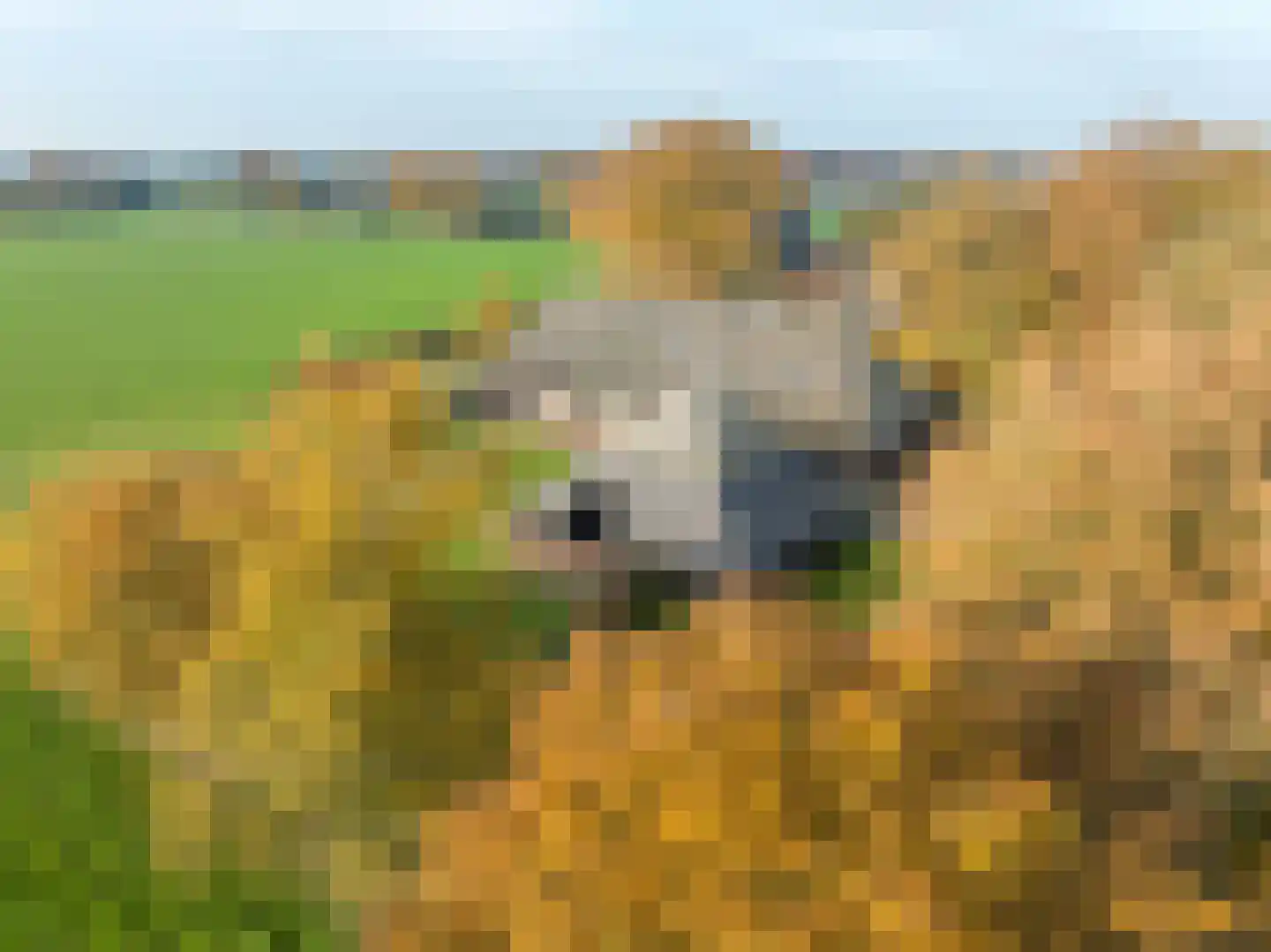 Oldenhave 13 Ruinen thumbnail 72