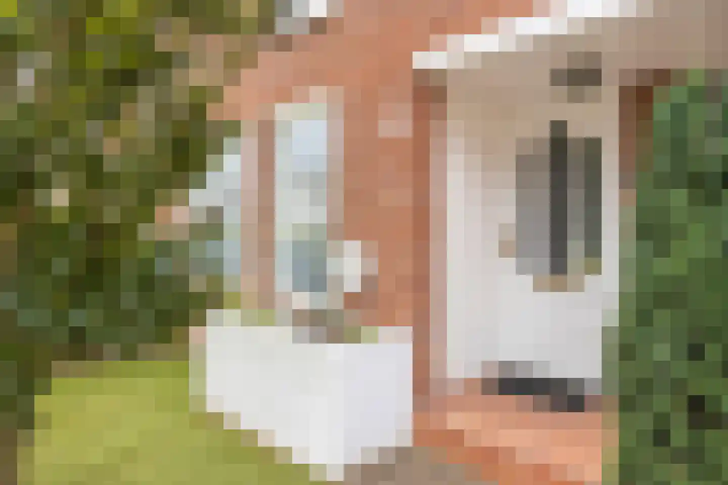 Oldenneelhof 3 Baarlo thumbnail 5
