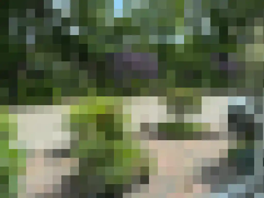 Oldenoert 84 Leek thumbnail 25