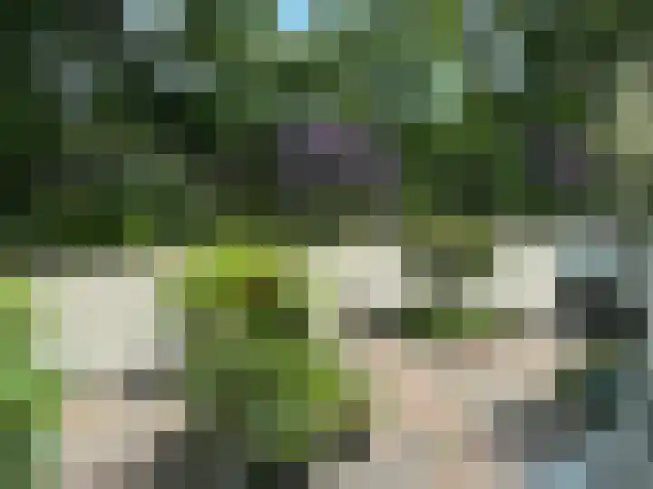 Oldenoert 84 Leek thumbnail 25