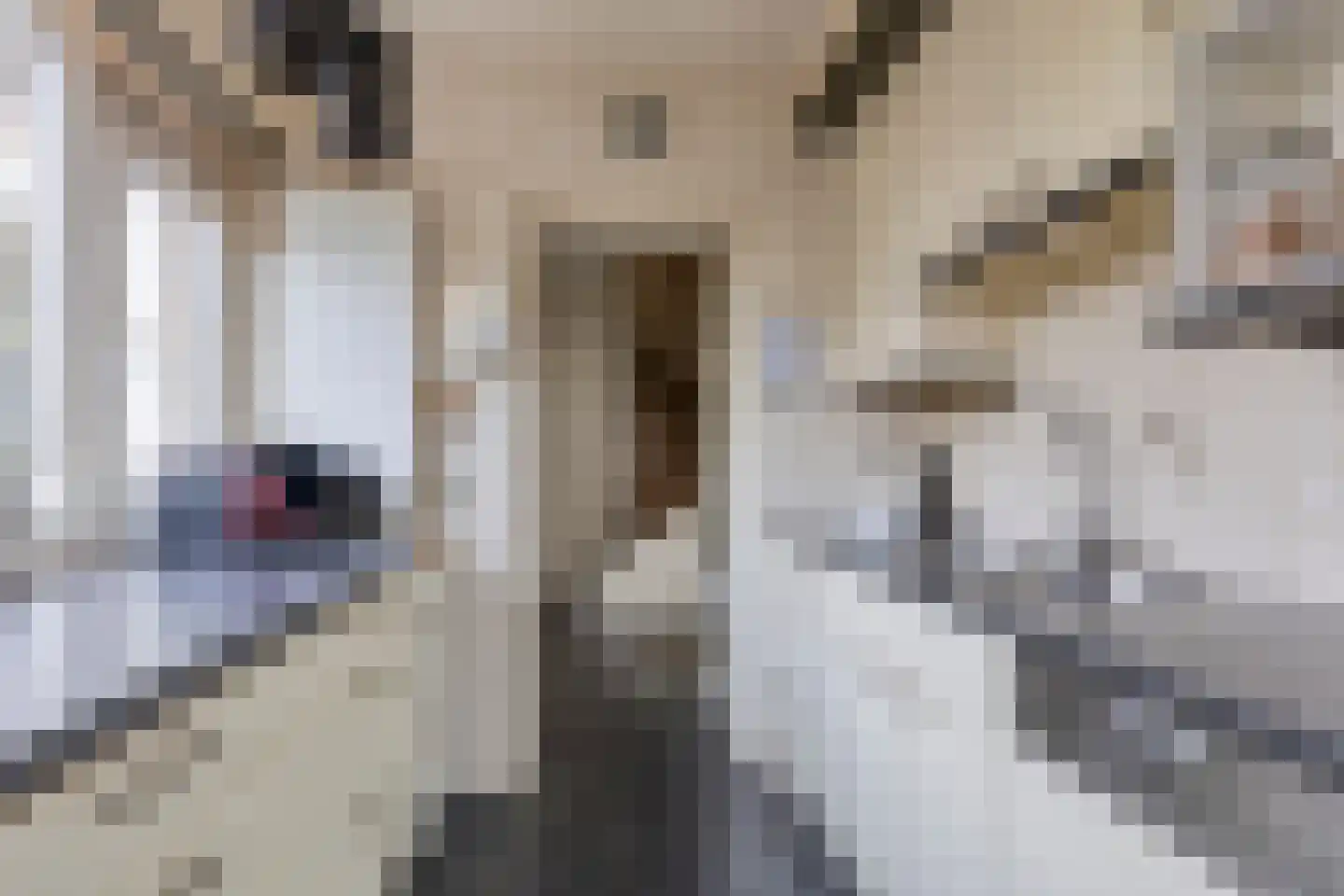 Oldenoert 84 Leek thumbnail 8