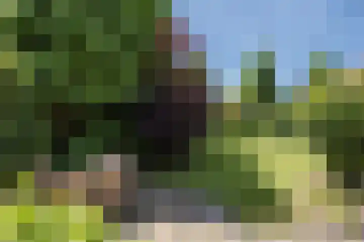 Oldenzaalsestraat 8 Ootmarsum thumbnail 24