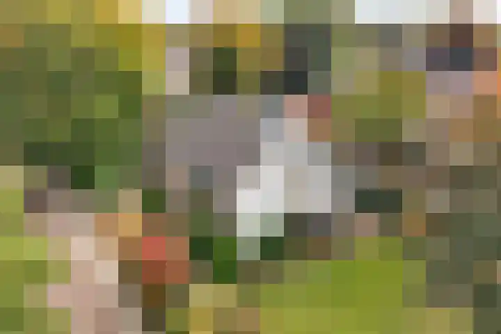 Oldenzaalseweg 13 Tubbergen thumbnail 4