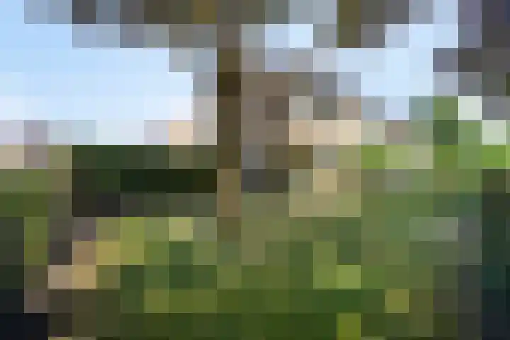 Olieakkerstraat 13 Heteren thumbnail 13
