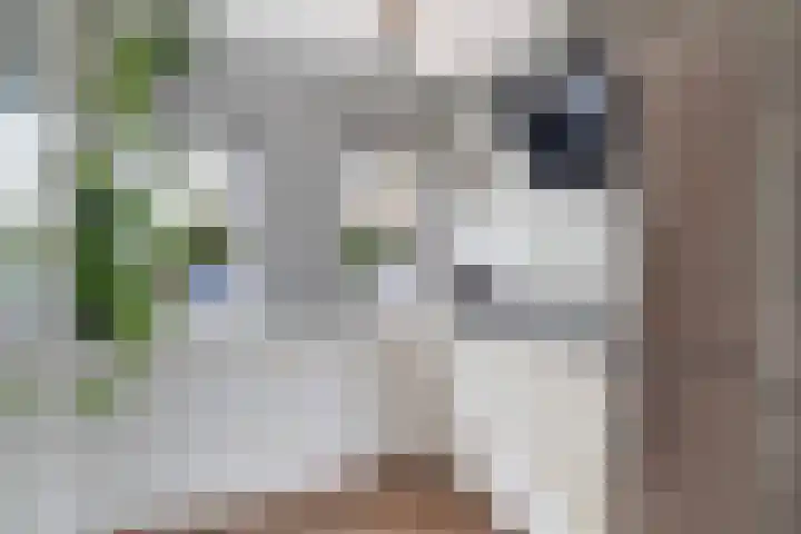 Oliemolen 14 Alphen aan den Rijn thumbnail 30