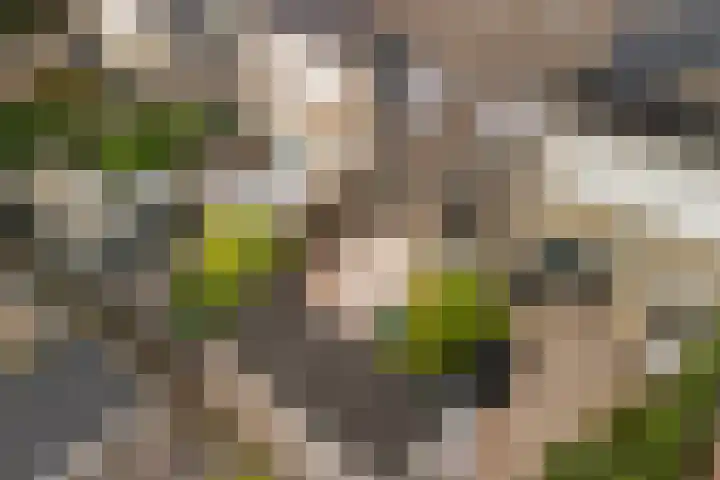 Oliemolen 14 Alphen aan den Rijn thumbnail 41