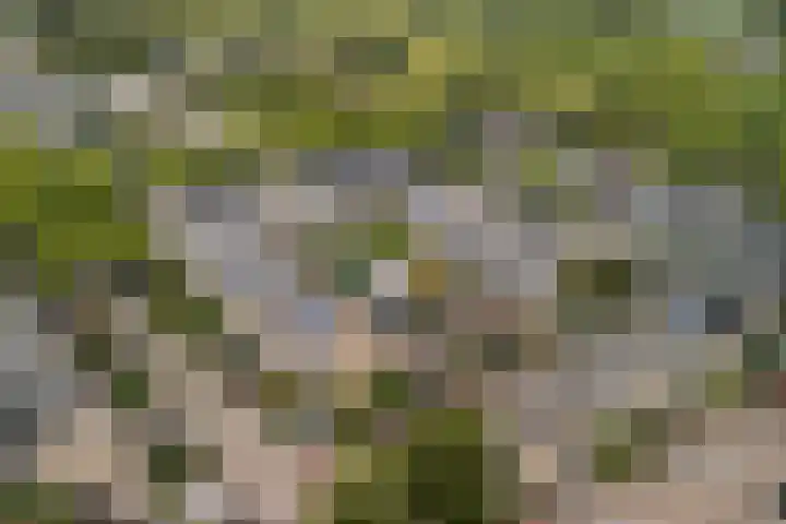 Oliemolen 14 Alphen aan den Rijn thumbnail 6