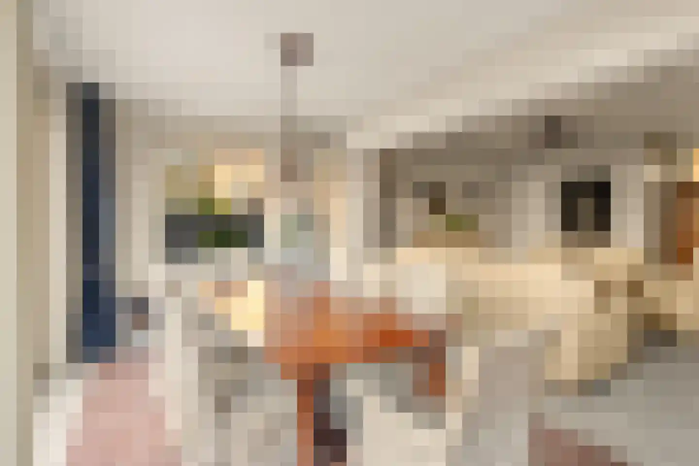 Oliemolen 2 Koog aan de Zaan thumbnail 4