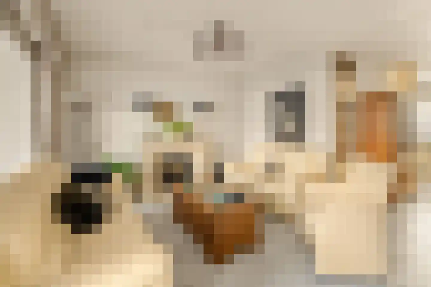 Oliemolen 2 Koog aan de Zaan thumbnail 5