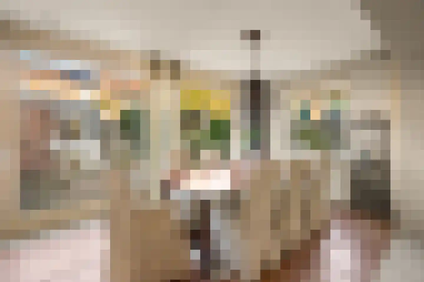 Oliemolen 2 Koog aan de Zaan thumbnail 9