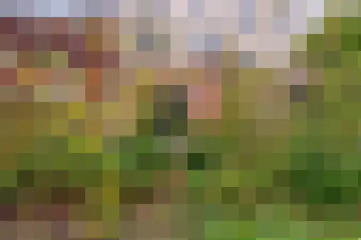 Oliemolen 213 Hoorn thumbnail 55