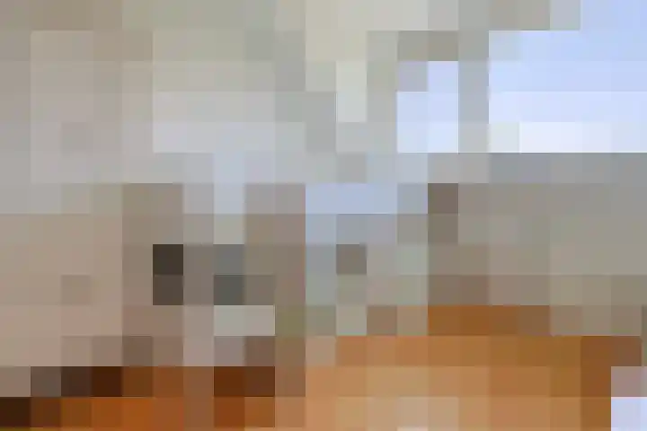 Oliemolen 3 Alphen aan den Rijn thumbnail 12
