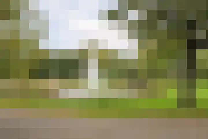 Oliemolen 3 Alphen aan den Rijn thumbnail 23