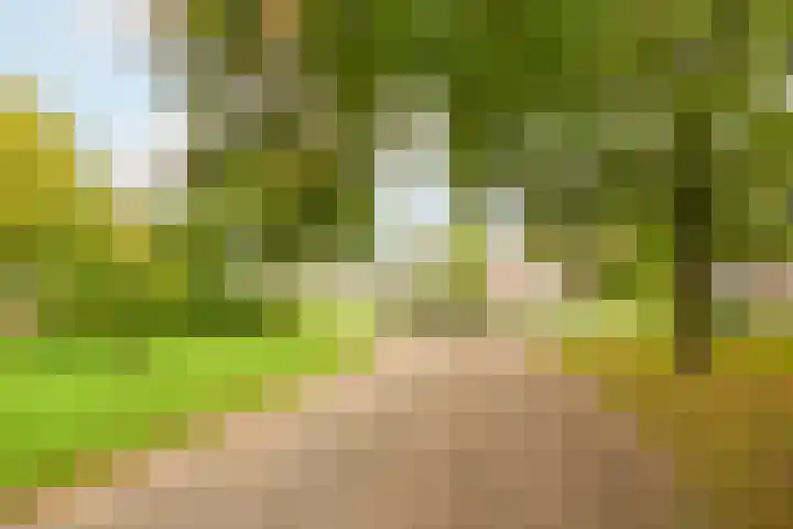 Oliemolen 3 Alphen aan den Rijn thumbnail 24