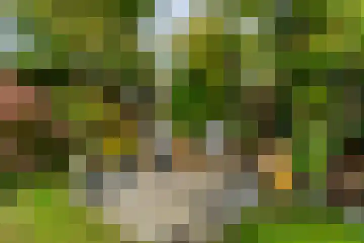 Oliemolen 3 Hoorn thumbnail 28
