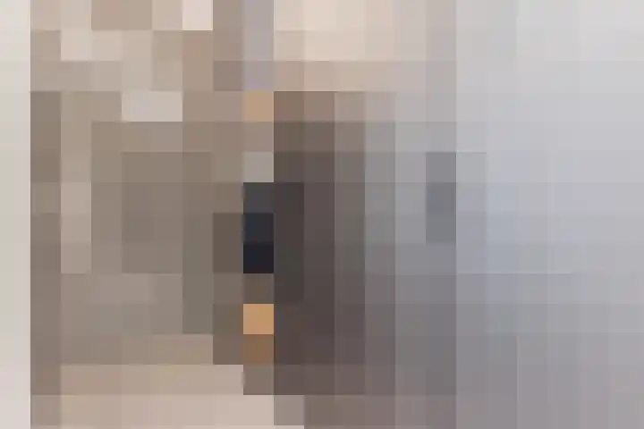 Oliemolen 5 Gemert thumbnail 22