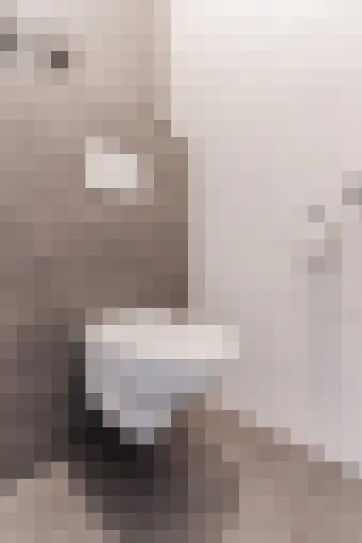 Oliemolen 5 Gemert thumbnail 8