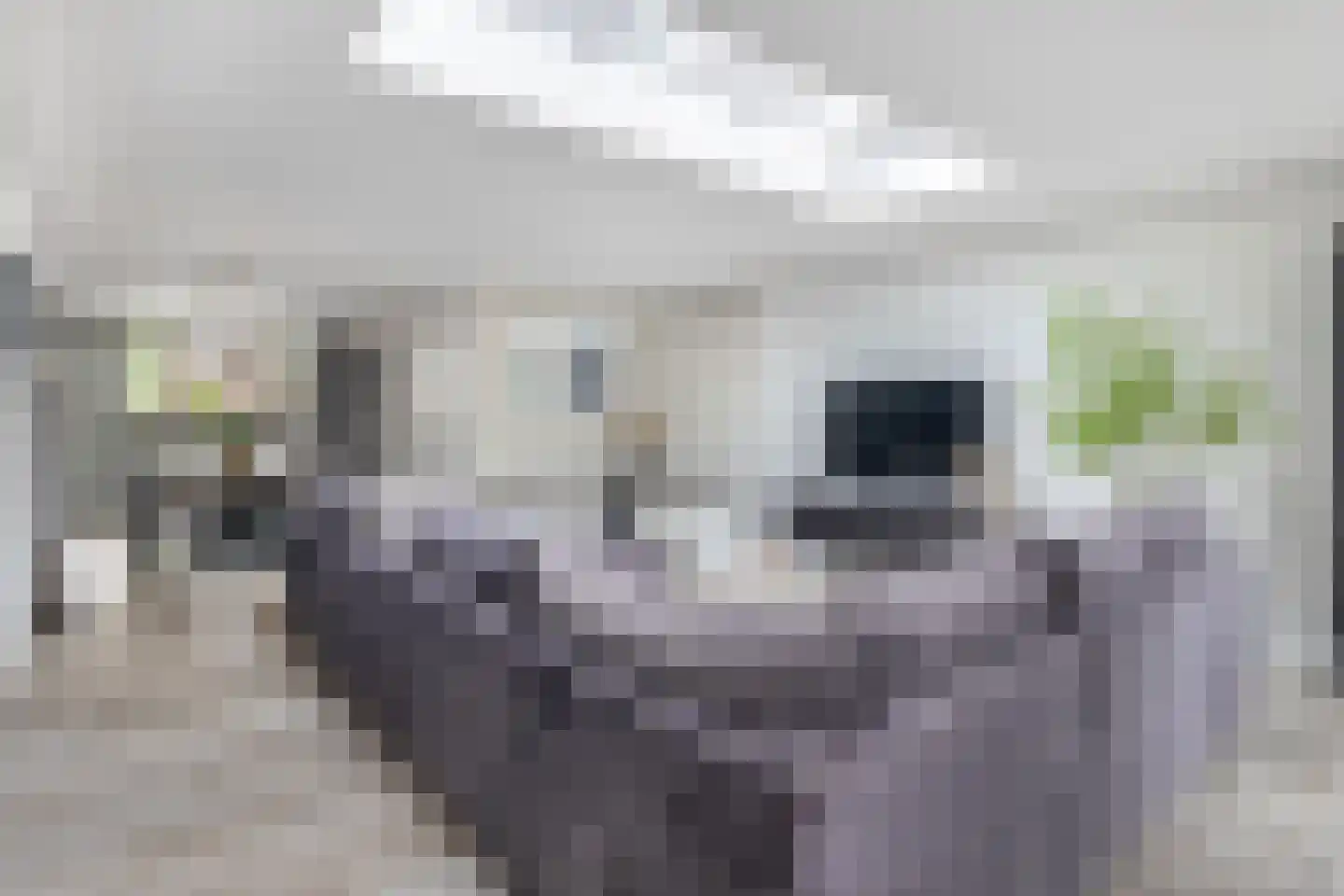 Oliemolen 52 Schijndel thumbnail 4